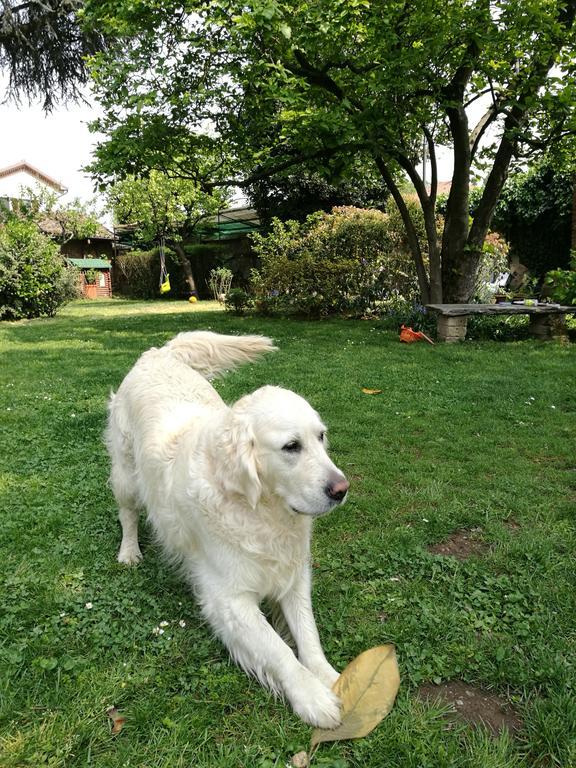 Il Pettirosso B&B Certosa di Pavia Eksteriør billede